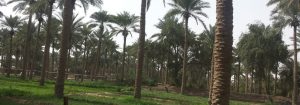 مدينة الدجيل في محافظة صلاح الدين