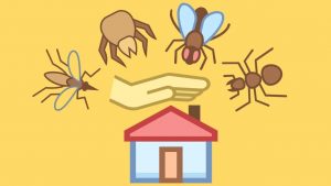 مكافحة الحشرات المنزلية دون مبيدات