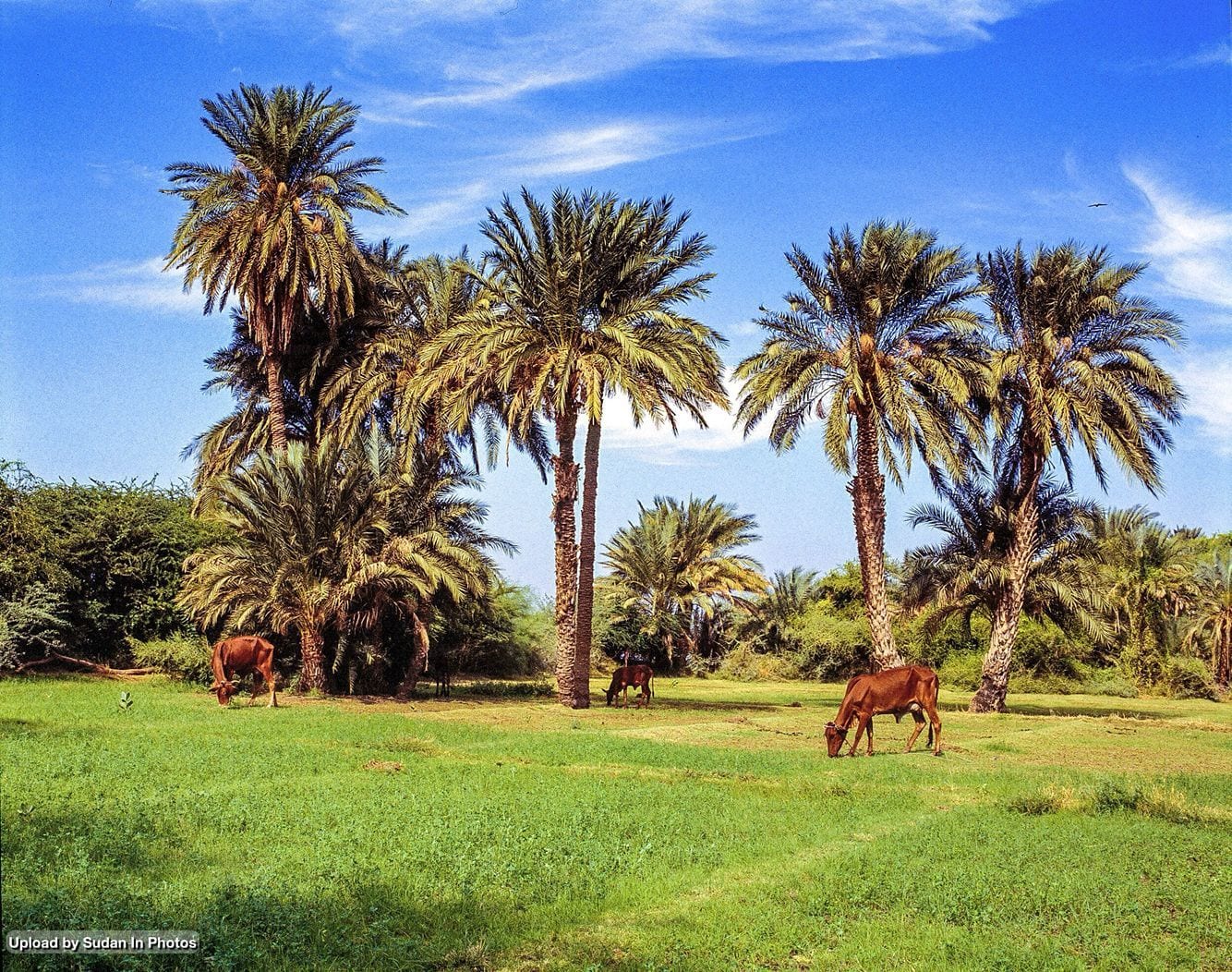 ولاية نهر النيل في السودان : اقرأ - السوق المفتوح