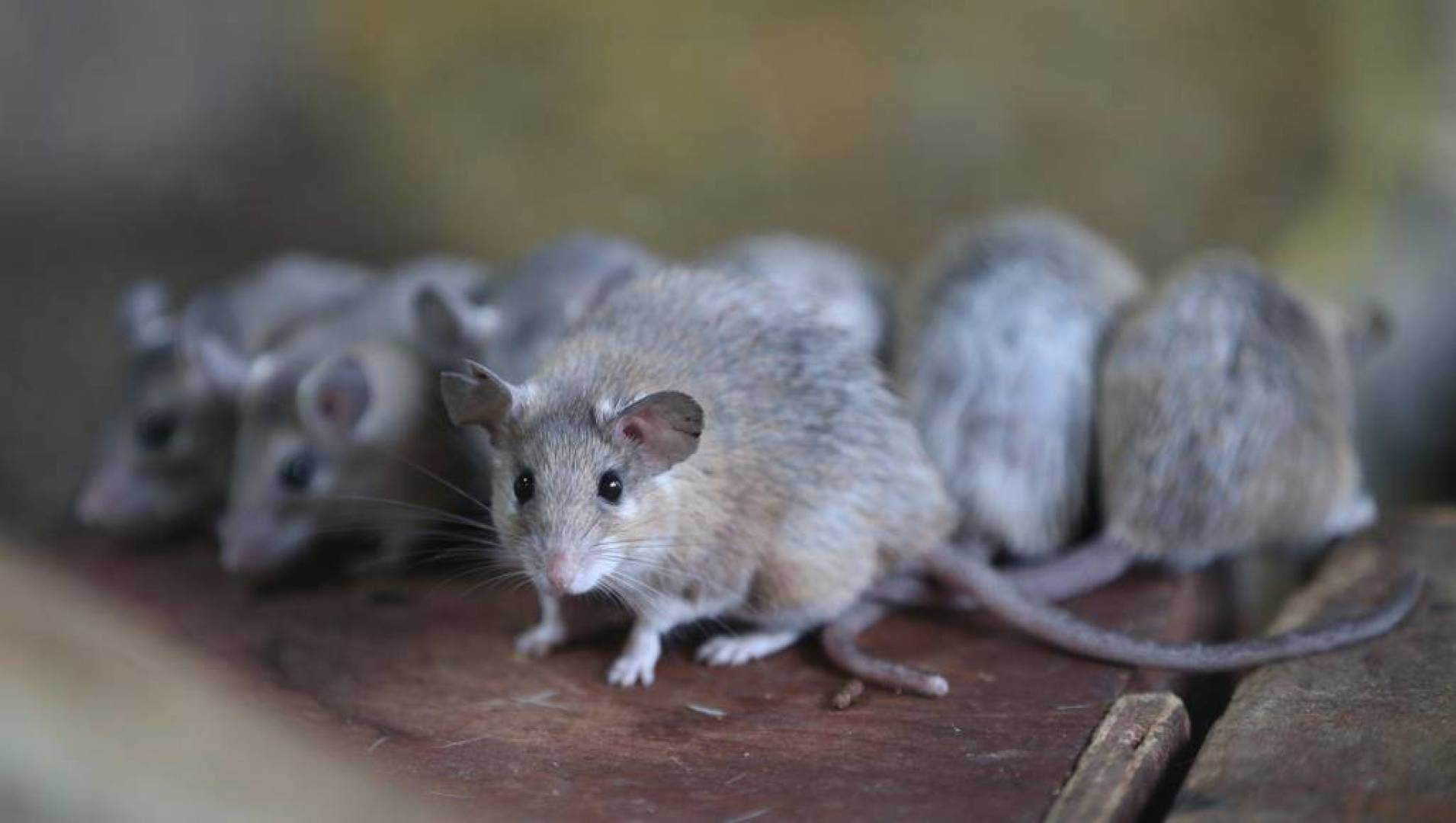 أشهر نوعين للفئران تعرف عليهما معنا 