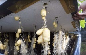 زراعة البطاطس بدون تربة