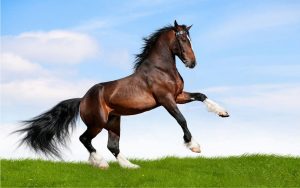 صفات الخيول العربية الأصيلة