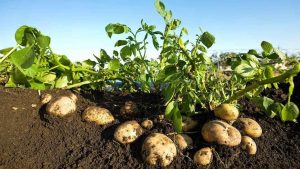 كيف تزرع البطاطس