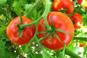 كيفية زراعة الطماطم