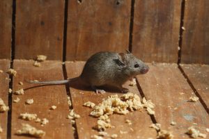 كيفية طرد الفئران من المنزل