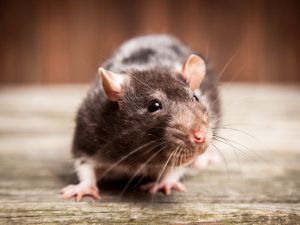 كيف يمكن القضاء على الفئران