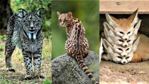 أنواع الحيوانات في العالم