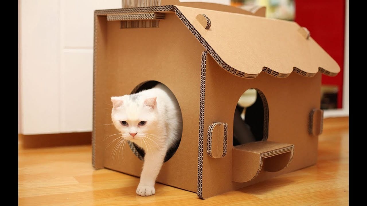 كيف تصنع بيتاً للقطط
