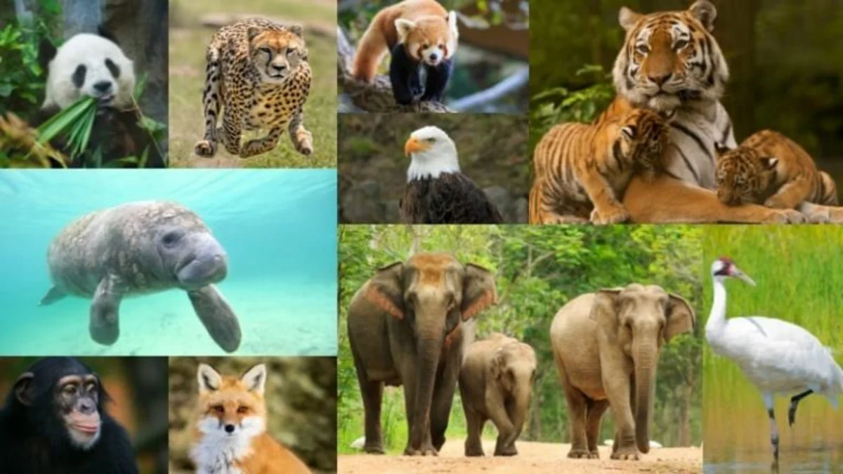 كيف نحمي الحيوانات المهددة بالانقراض
