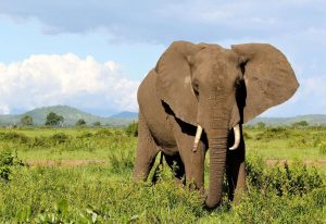 معلومات عامة عن حيوان الفيل