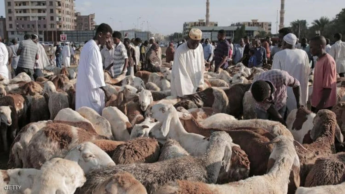 اسعار الخرفان و الاضاحي في السودان