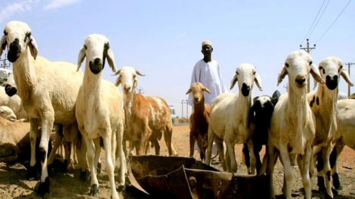 اسعار المواشي لعيد الاضحى المبارك في السودان