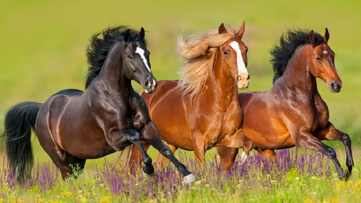 تعرف على كيفية تربية الخيول وأهم انواعها