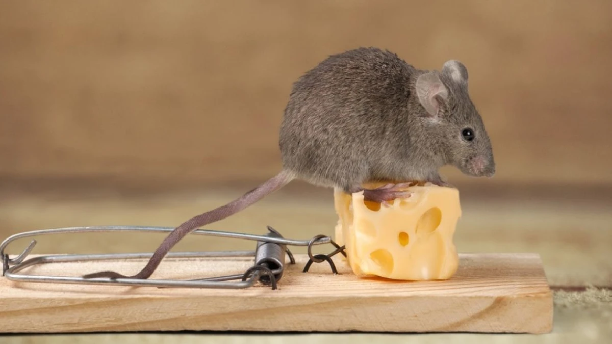 طرق القضاء على الفئران في المنزل