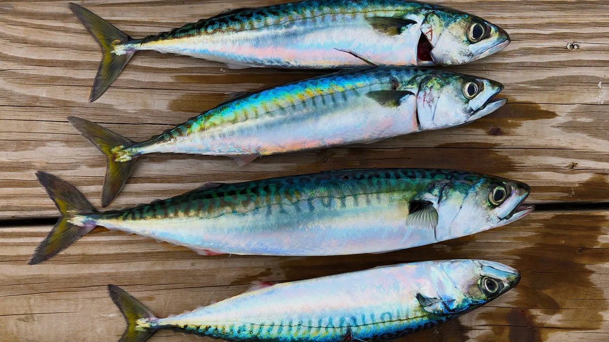 طريقة عمل سمك الماكريل وفوائده المذهلة