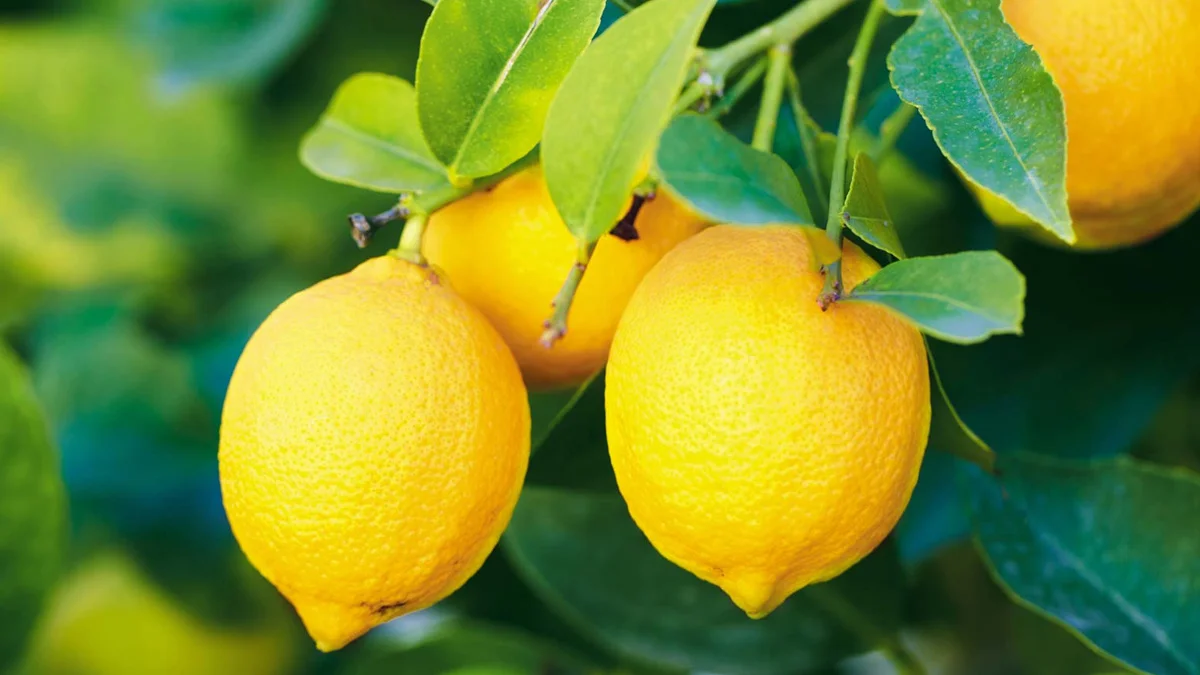 دليلك الشامل عن فوائد الليمون مع الأضرار