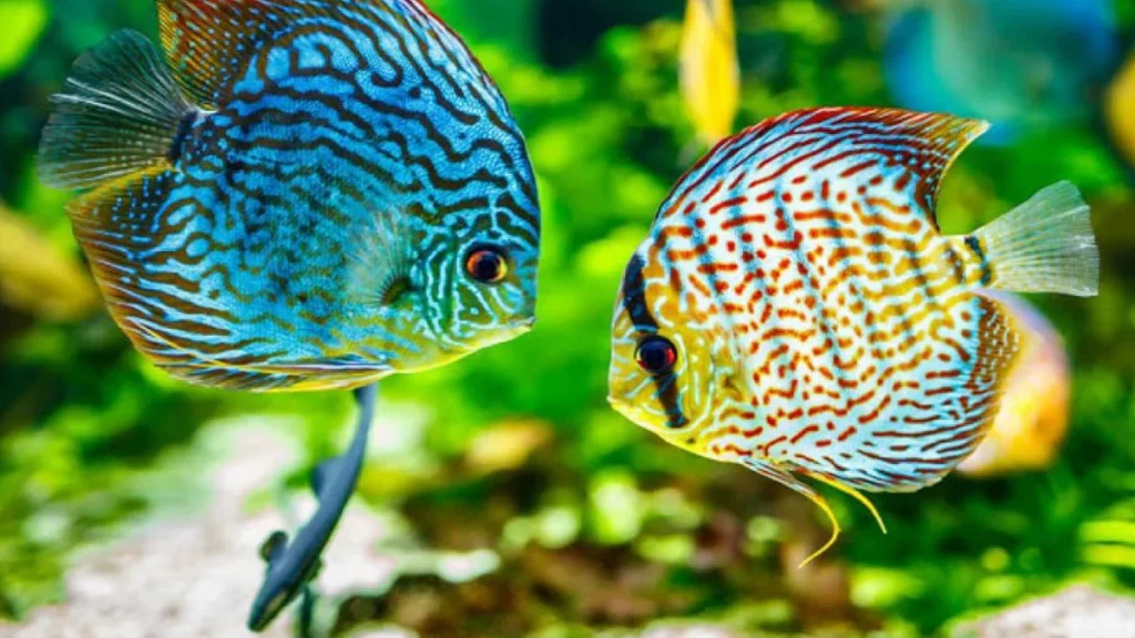 أنواع أسماك الزينة حسب طبيعة المياه 