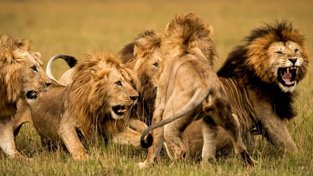 Πλήρης ερμηνεία ενός ονείρου για ένα λιοντάρι: Διαβάστε - Ανοιχτή Αγορά