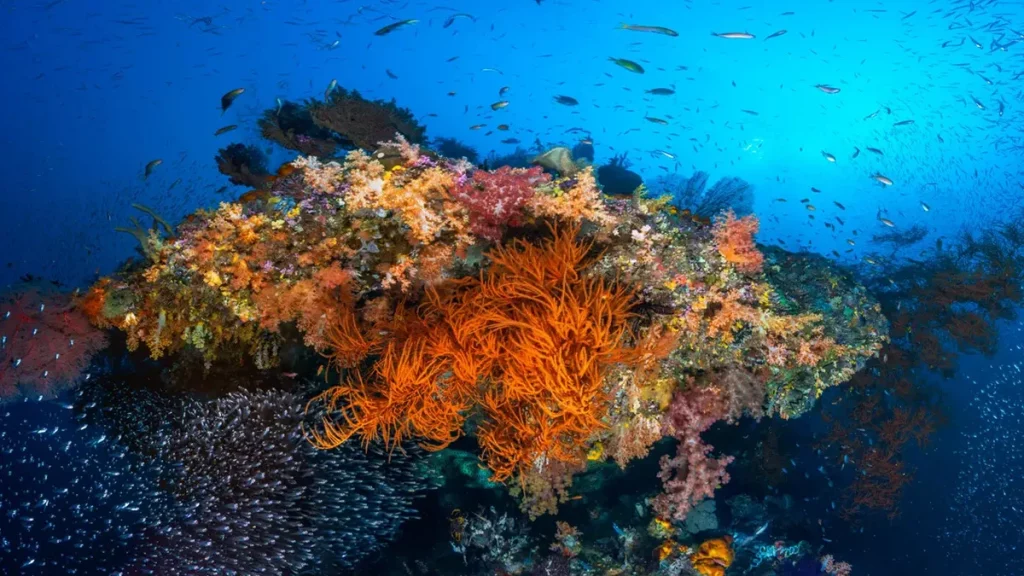 التنوع الحيوي في المحيط الهادي