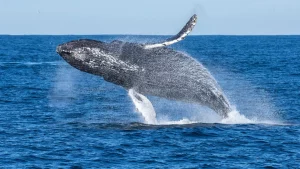 الدليل الشامل عن الحيتان