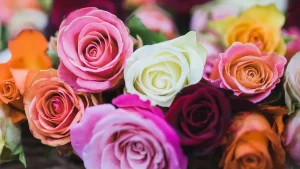 ما هي معاني ألوان الورد؟