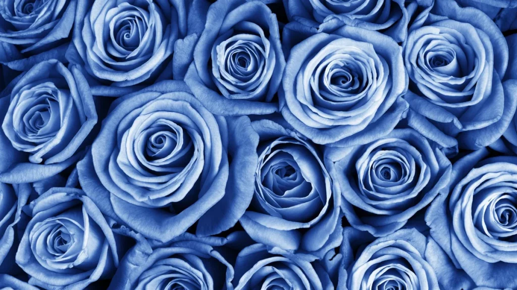 معاني ألوان الورد الأزرق