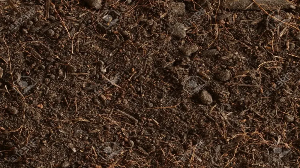 التربة الخثية (1)