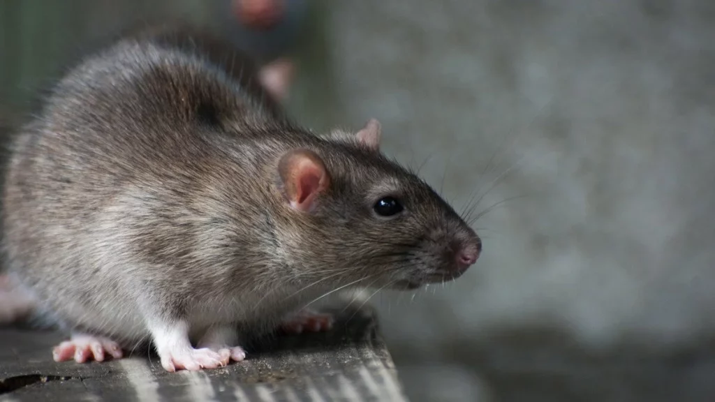 تفسير حلم الفأر الكبير