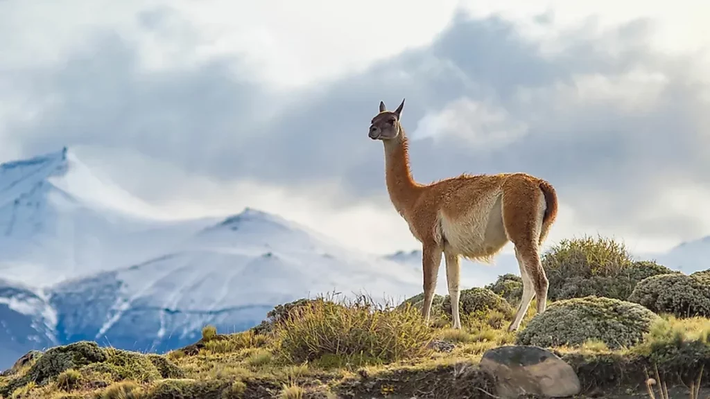الحيوانات في جبال الأنديز 